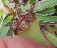 Lampranthus ceriseus