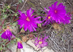 Lampranthus ceriseus