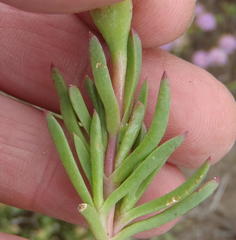 Lampranthus ceriseus