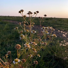 Tripleurospermum inodorum