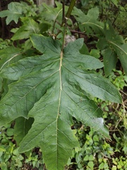 Roldana heracleifolia