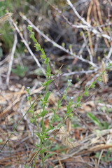 Lappula redowskii redowskii