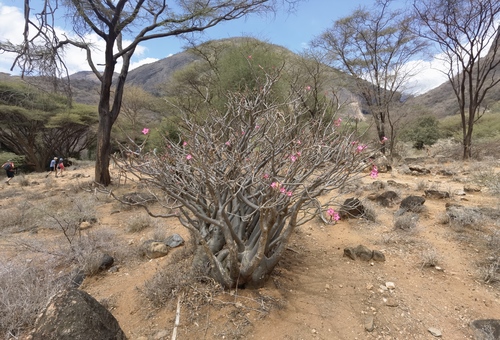 Adenium obesum image