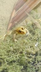 Pelophylax saharicus