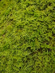 Thuidiopsis