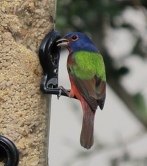 Passerina ciris image