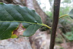 Ocotea bullata