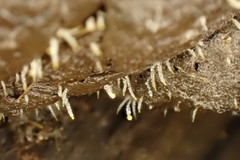 Pilobolus crystallinus