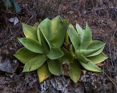 Agave mitis