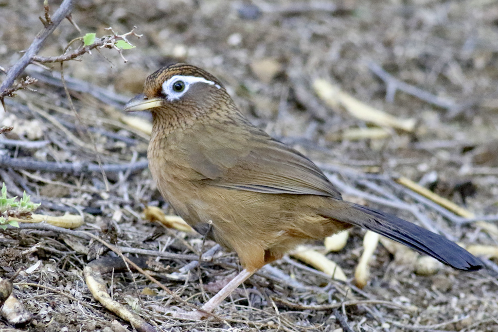 Typical Laughingthrushes