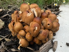 Coprinellus micaceus