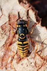 Spilomyia digitata
