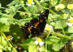 Chlosyne lacinia crocale