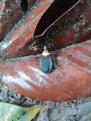 Rhiginia immarginata