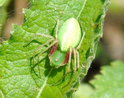 Lesser Green Lynx Spider