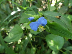 Commelina obliqua