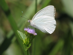 Ascia monuste automate