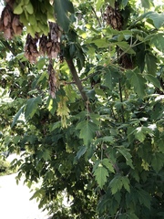 Acer negundo