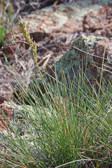 Festuca kingii