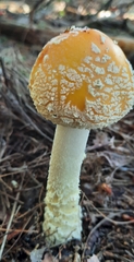 Amanita muscaria guessowii