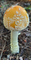 Amanita muscaria guessowii