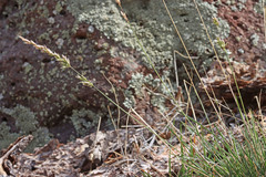 Festuca kingii
