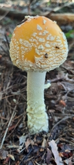 Amanita muscaria guessowii