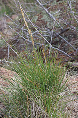 Festuca kingii