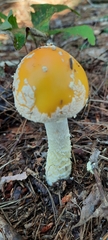 Amanita muscaria guessowii