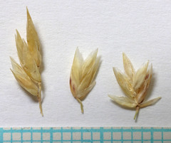 Festuca kingii