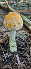 Amanita muscaria guessowii