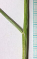 Festuca kingii