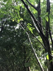 Ficus citrifolia