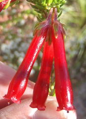 Erica diaphana