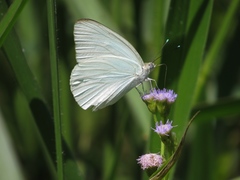 Ascia monuste automate