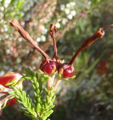Erica diaphana
