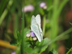 Ascia monuste automate