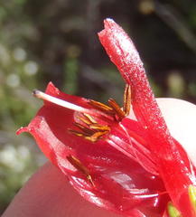Erica diaphana