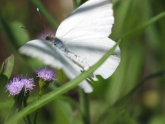 Ascia monuste automate