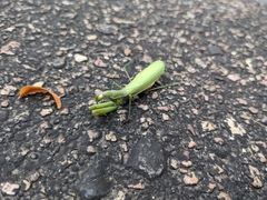 Mantis religiosa