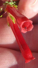 Erica diaphana