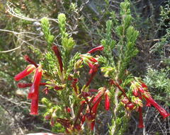 Erica diaphana