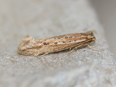 Ypsolopha sp-sw