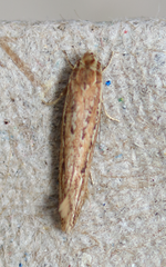 Ypsolopha sp-sw
