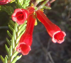 Erica diaphana