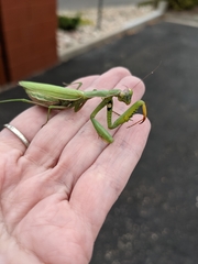 Mantis religiosa