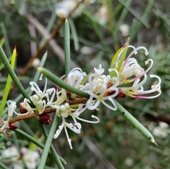 Hakea teretifolia