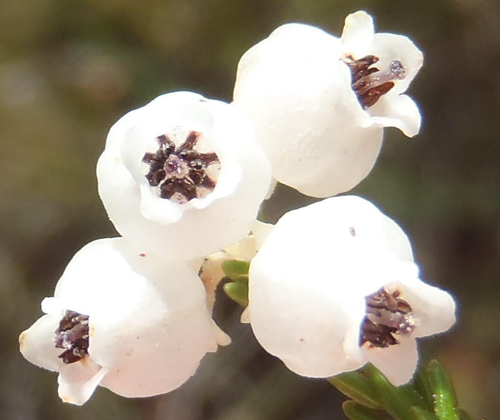 Kamanassie White Heath