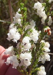 Erica tragulifera