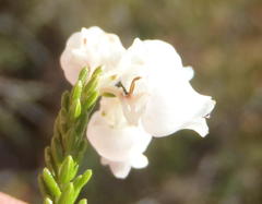Erica tragulifera